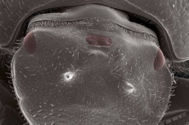 Биологи «оснастили» жука полностью функциональным третьим глазом