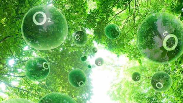 Ученые обнаружили принципиально новый вид фотосинтеза