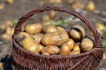 Картофельный кризис может наступить уже в ближайшем будущем. Украинцев предупредили о том что картошка будет продаваться по цене золота.