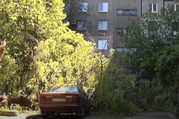 Дерево упало на авто из-за ветра. Фото: скриншот Youtube-видео