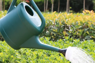 Когда правильней поливать огород, чтобы не угробить урожай. Фото: YouTube