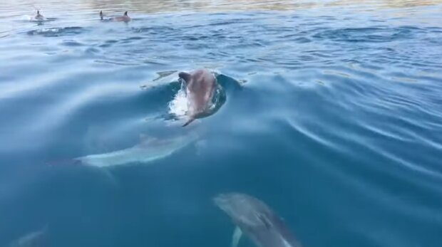 Дельфины. Фото: скриншот YouTube-видео