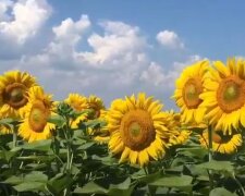 Соняшники. Фото: скріншот YouTube-відео