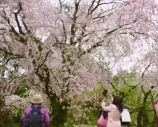Власти Японии готовы платить туристам за посещение страны. Фото: скриншот YouTube