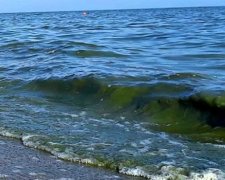 Море в цвету: специалист рассказал о страшных последствиях купания в море возле Одессы