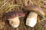 Грибы в лесу. Фото: скриншот Youtube