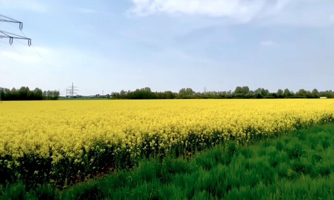 Природа. Фото: YouTube, скрин