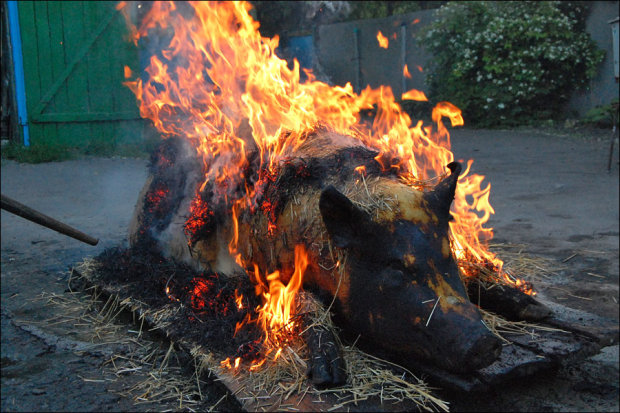Несъедобное барбекю: свыше тысячи свиней зажарили под Винницей