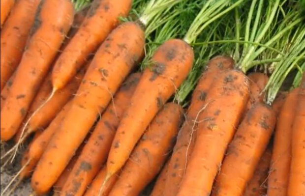 Морква. Фото: YouTube