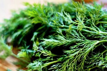 Кріп. Фото: YouTube