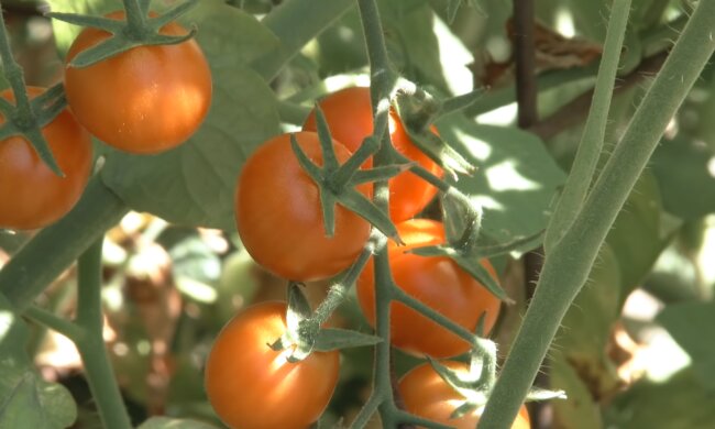 Помидоры. Фото: скриншот YouTube-видео