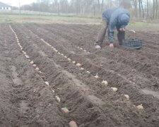 Посадка картошки. Фото: скриншот YouTube-видео