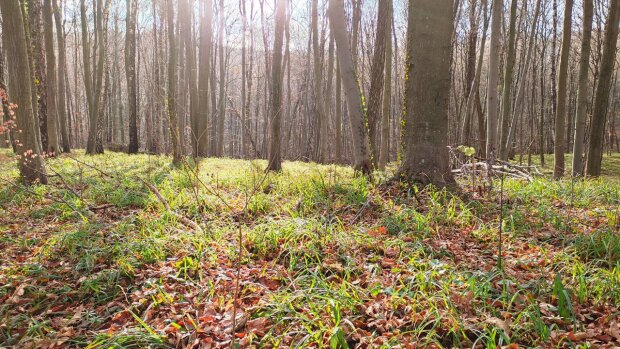 Українців попередили - чи можна збирати сухостій та гілки для обігріву будинків