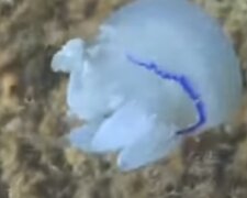 Медуза корнерот. Фото: скриншот YouTube