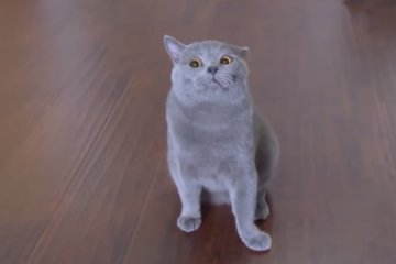 Кот мешает хозяйке молиться. Фото: скриншот Youtube