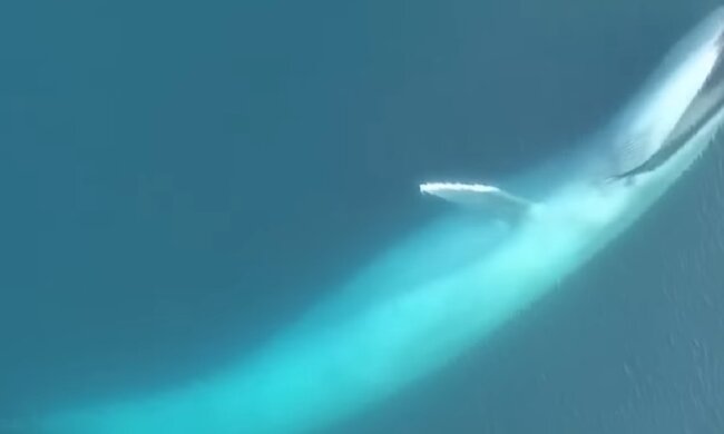 Синий кит. Фото: youtube.com