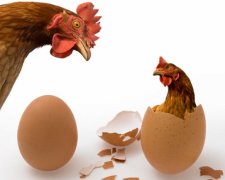 Ученые выдали весьма неожиданное решение парадокса «курица или яйцо»