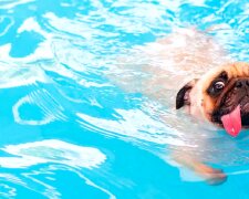 Собака, басейн, купання. Фото: YouTube