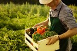 Сельское хозяйство — гуманитарная помощь WFP