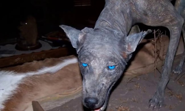 Чупакабра? Украинец расправился с опасным животным, появилось видео схватки