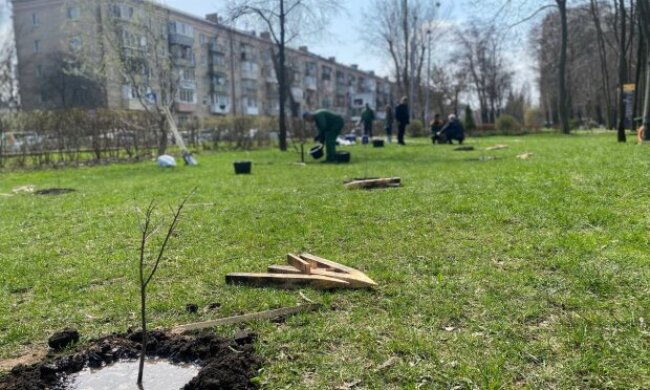Держекоінспекція висадила близько 500 саджанців Дубів Шевченка