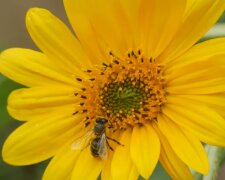 Квітка та бджола. Фото: скріншот YouTube-відео