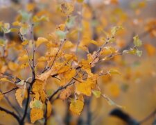 Осені. Фото: скріншот YouTube-відео