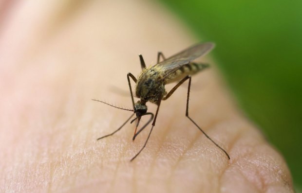 Названы действенные способы избавления от следов укуса комаров