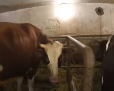 Корова. Фото: скріншот YouTube-відео