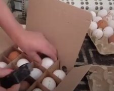 Яйца на продажу, фото: youtube.com