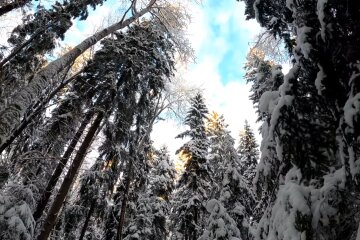 Природа. Фото: скріншот YouTube-відео