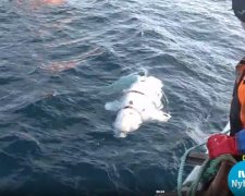 Российский боевой кит с камерой GoPro сбежал от военных в Норвегию