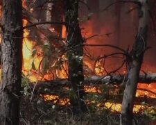 Лесной пожар. Фото: YouTube, скрин