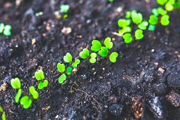 Город, розсада. Фото: YouTube