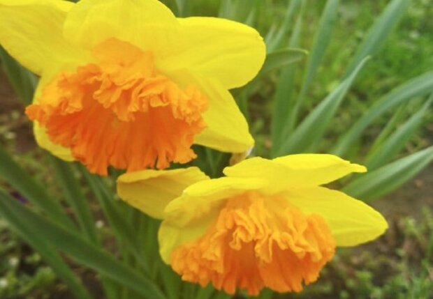 Весняні квіти. Фото: скриншот Facebook