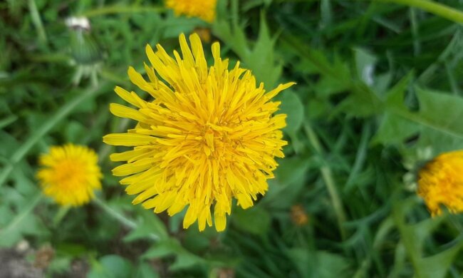 Левам — шанс, Терезам — доленосний вибір, Дівам — порядок і гроші: детальний гороскоп на початок травня, який задає тон усьому місяцю