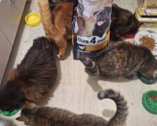 Допомога безпритульним тваринам від ВБФ АТБ у прифронтових регіонах