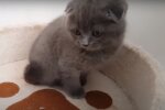 Котенок. Фото: скриншот видео