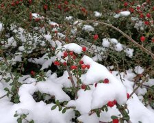 Погода, весна, снег в апреле. Фото: Стена