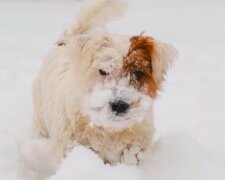 Собака, сніг. Фото: YouTube