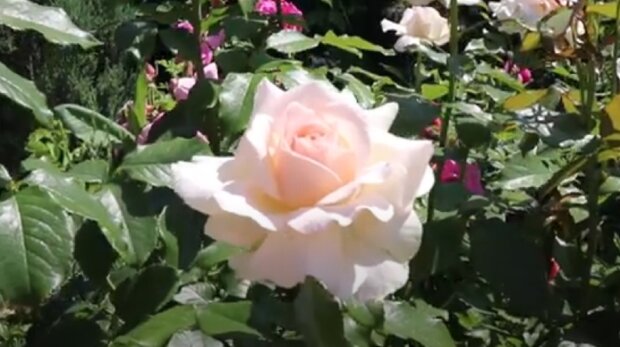 Цветет роза, фото: youtube.com