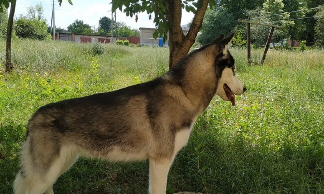 Хаскі. Фото: facebook.com/groups/1209328275785417