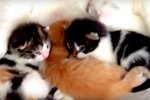 Забавные детеныши животных. Фото: скриншот YouTube