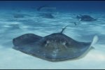 Гигантский скат попросил о помощи подводного фотографа: уникальные кадры