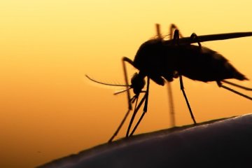 В Полтавской области зафиксирован случай малярии. Теперь в опасности весь регион