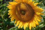Подсолнух. Фото: скриншот YouTube-видео