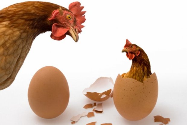 Ученые выдали весьма неожиданное решение парадокса «курица или яйцо»