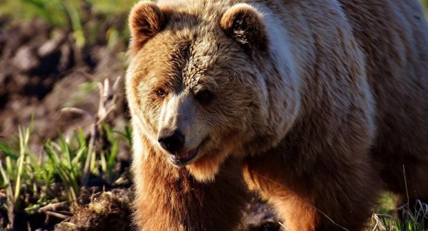 Россиянин решил откусить медведю "самое ценное" за то, что тот напал на него