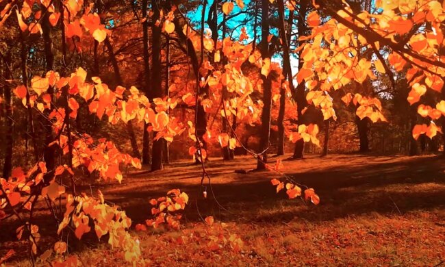 Осень. Фото: YouTube, скрин