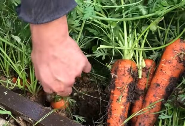 Морковь.  Фото: скриншот YouTube-видео
